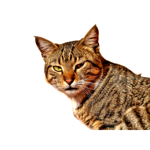 A Detailed Close Up Of A Striped Cat Basking In Sunlight Against A Textured Wall In FèS, Morocco. 15766 - Cat PNG image with transparent background